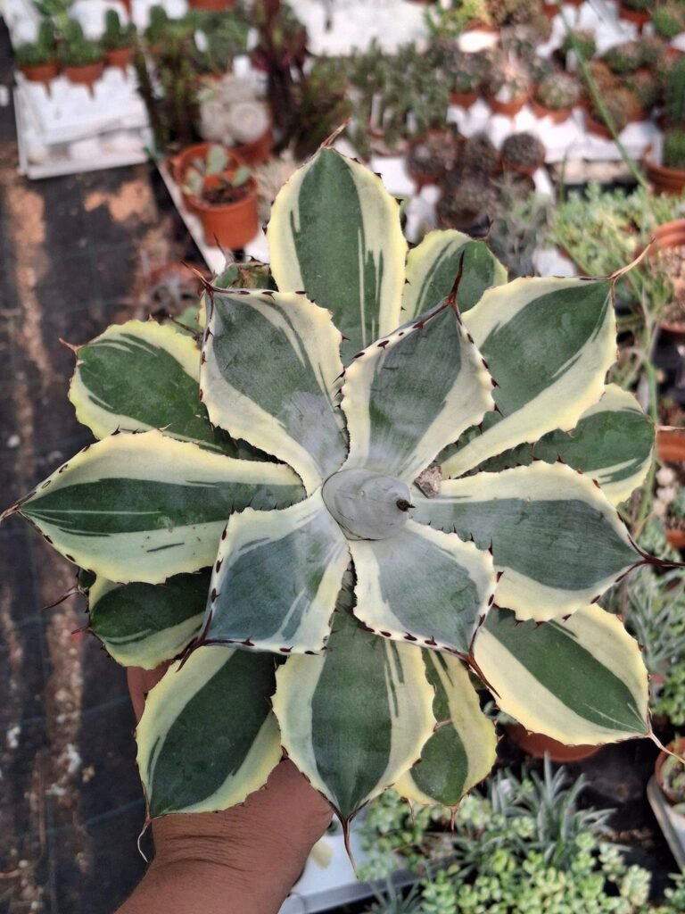 Siracactus-agave-Agave-potatorum-cv-kitsusyokana-variegata-2.jpg