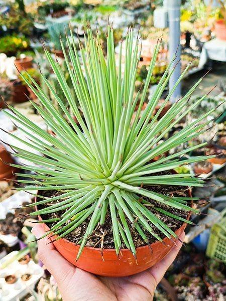 Siracactus-agave-Agave-stricta-1.jpg