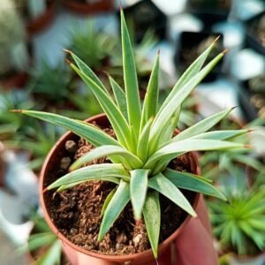 Agave Stricta nana