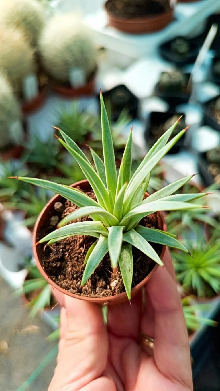 Siracactus-agave-Agave-stricta-nana-1.jpg