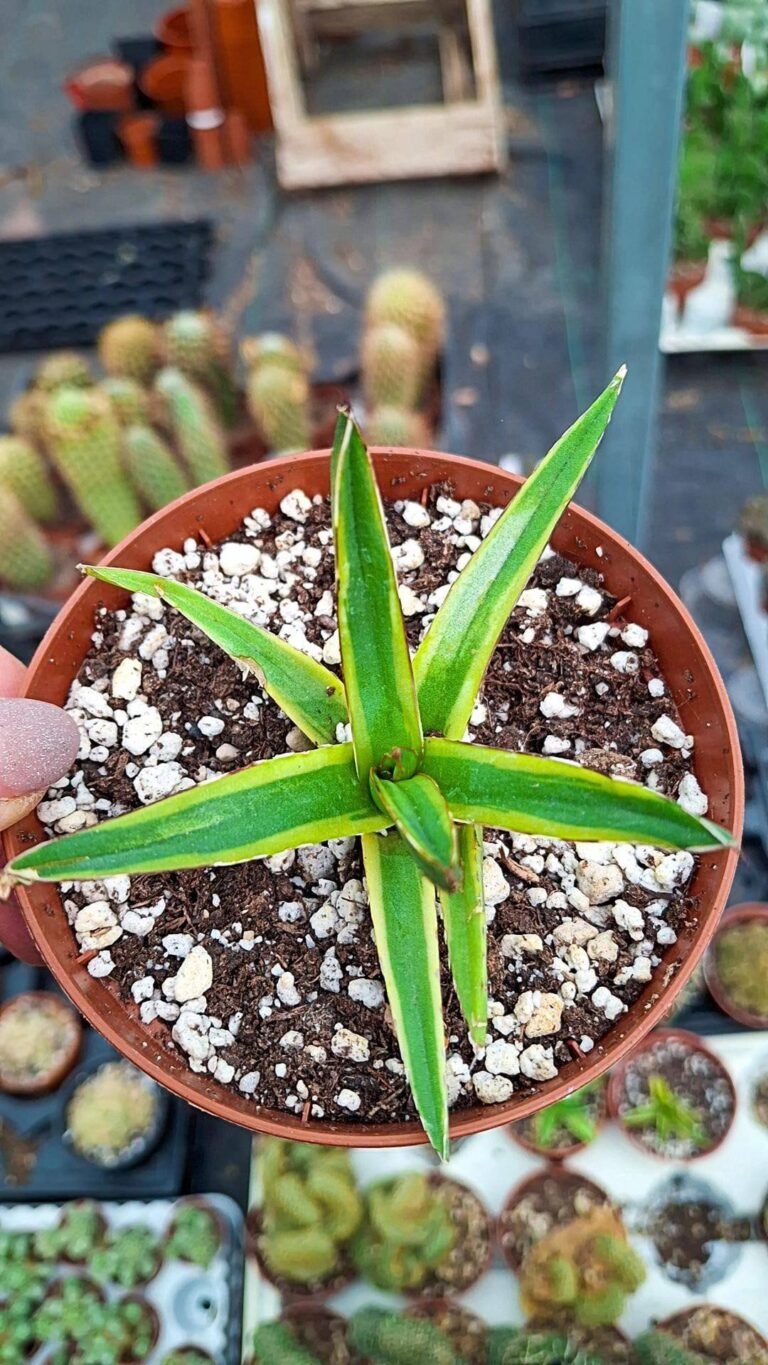 Siracactus-agave-Agave-victoria-regina-Variegata-CV-White-Mountain.jpg