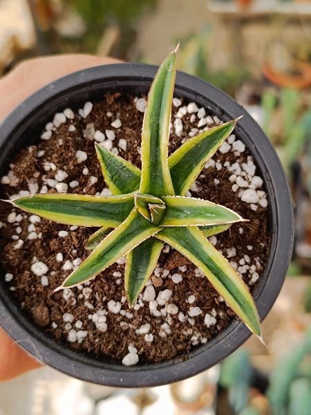 Siracactus-agave-Agave-victoria-regina-golden-queen.jpg