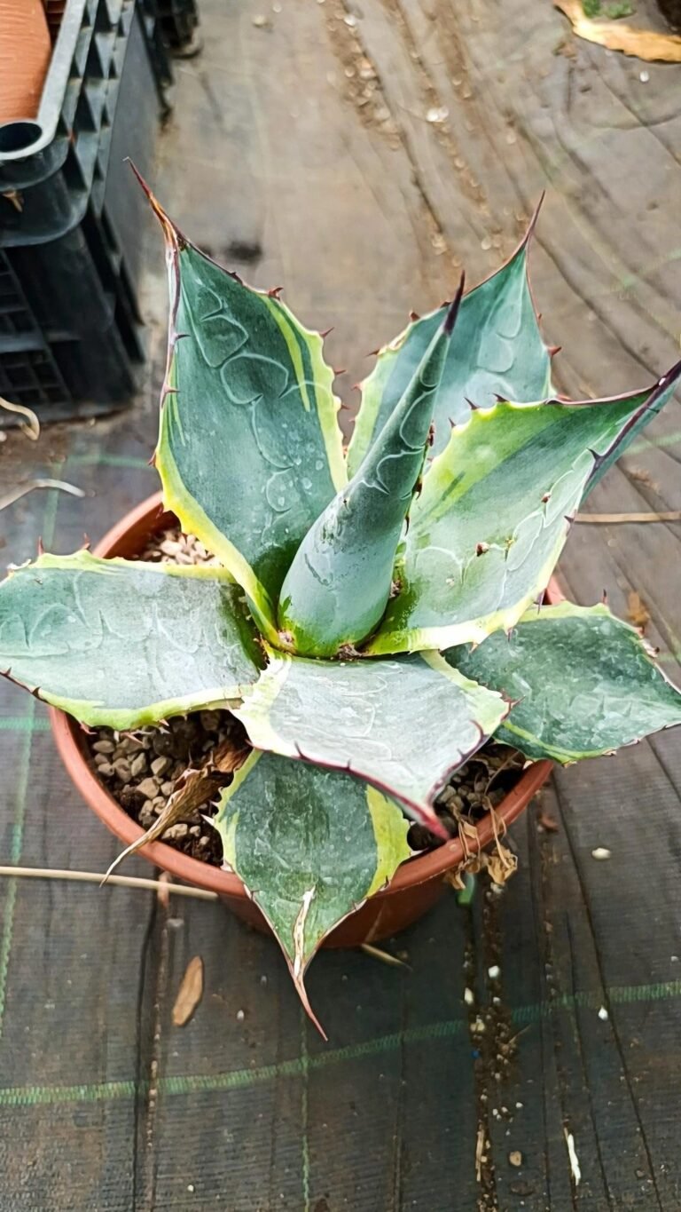 Siracactus-agave-gave-parrasana-Variegata-2.jpg