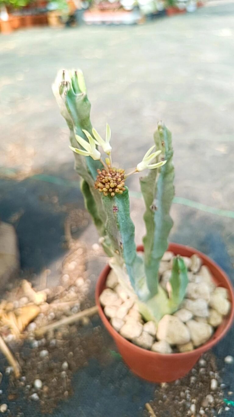 Siracactus-asclepiadaceae-Caralluma-flava-v-albiflora.jpg