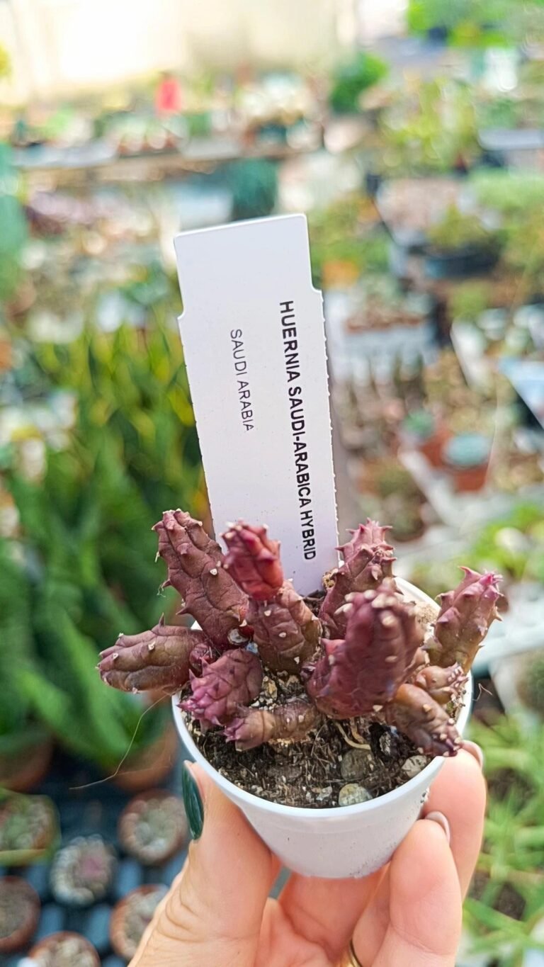 Siracactus-asclepiadaceae-Huernia-Saudi-Arabica-hybrid.jpg