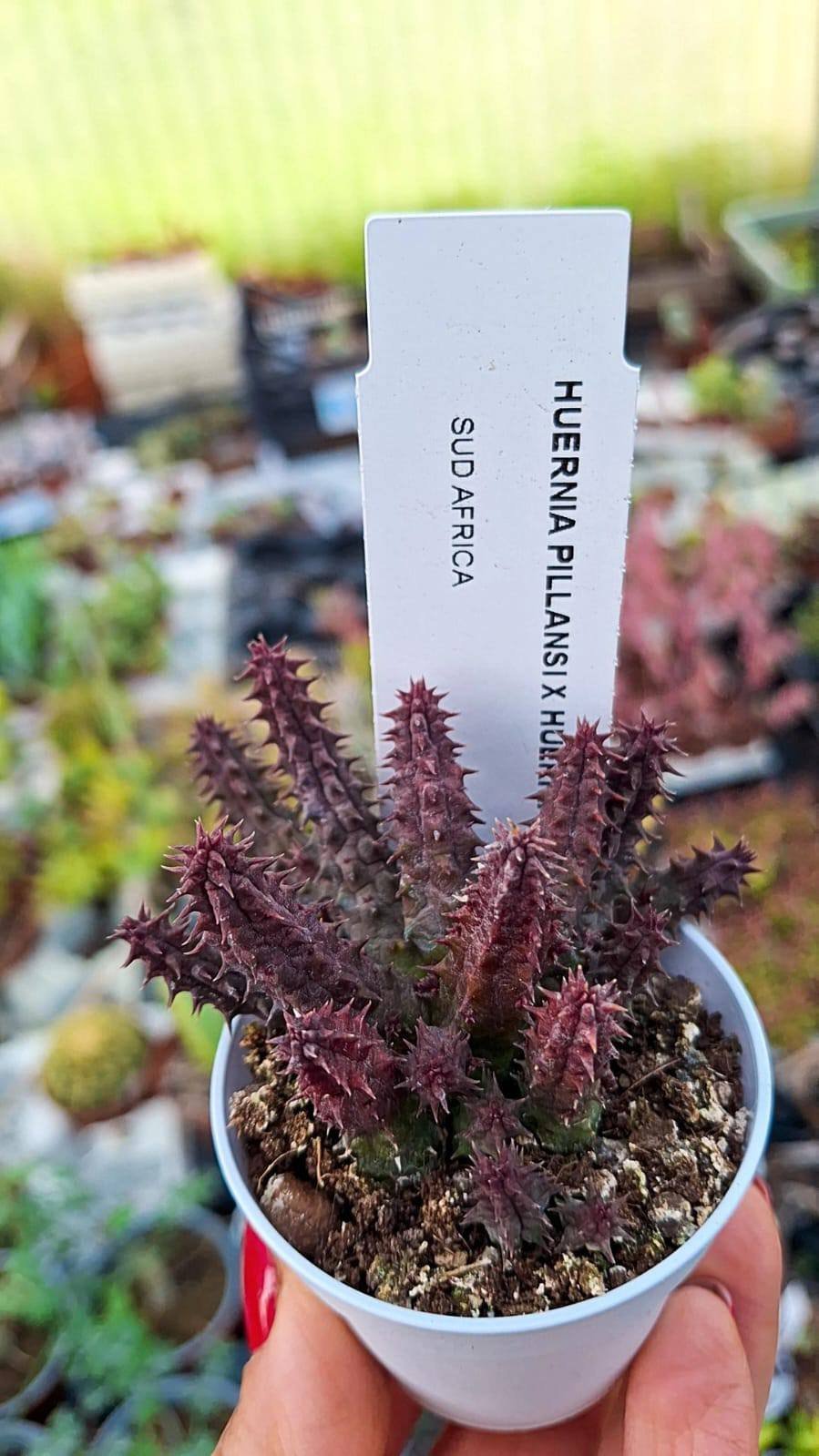 Siracactus-asclepiadaceae-Huernia-pillansii-x-pendula.jpg