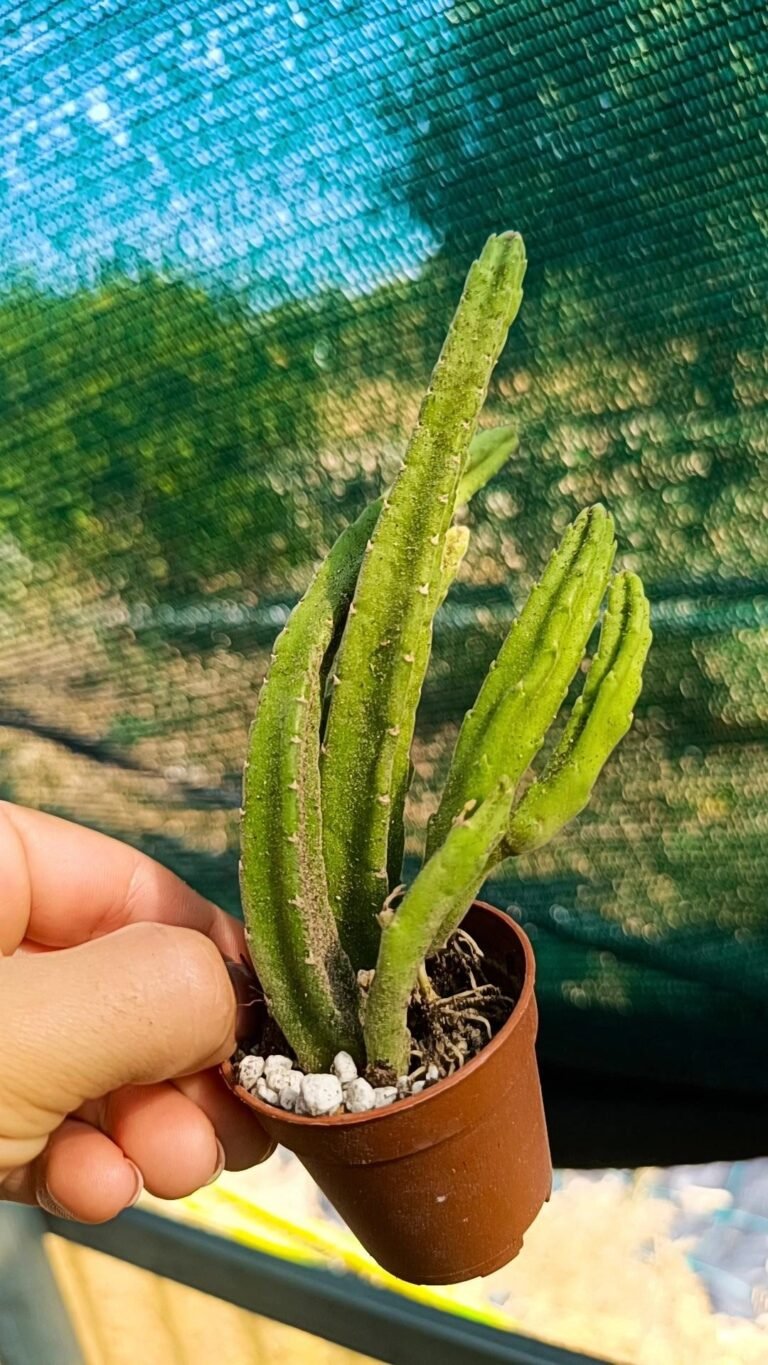 Siracactus-asclepiadaceae-Stapelia-leendertziae-1.jpg