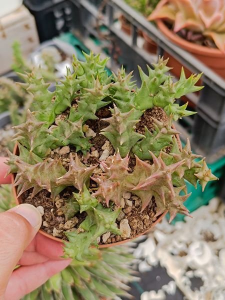 Siracactus-asclepiadaceae-orbea-semota.jpg