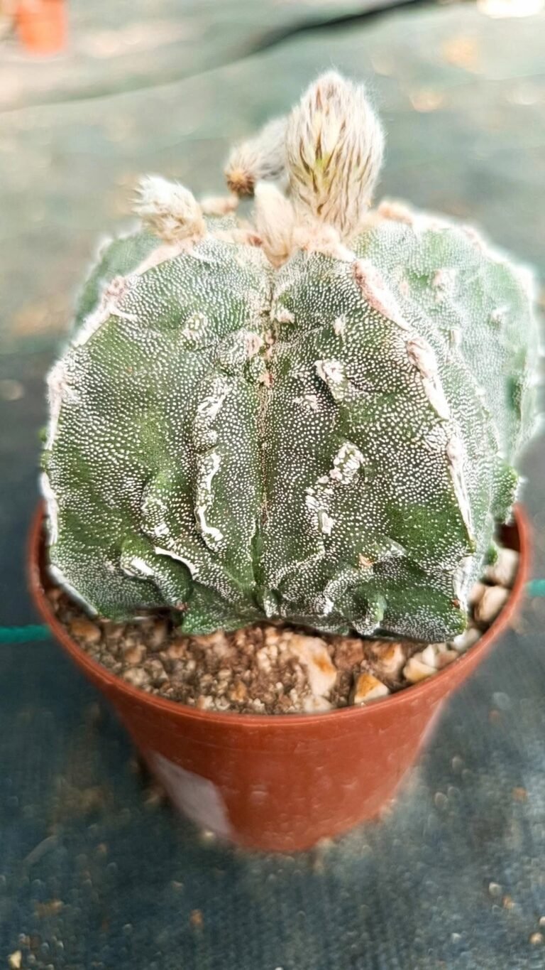 Siracactus-astrophytum-Astrophytum-Fukuryu-x-haku-jo-1.jpg