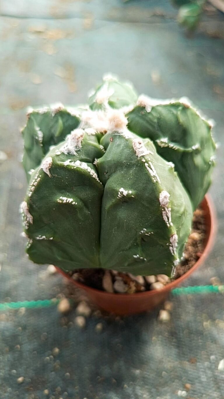 Siracactus-astrophytum-Astrophytum-Fukuryu-x-hanakago-1.jpg
