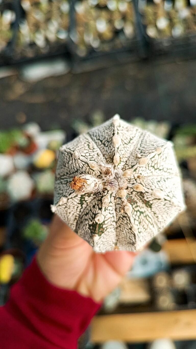 Siracactus-astrophytum-Astrophytum-asterias-Hybrid-x-capricorne-2.jpg