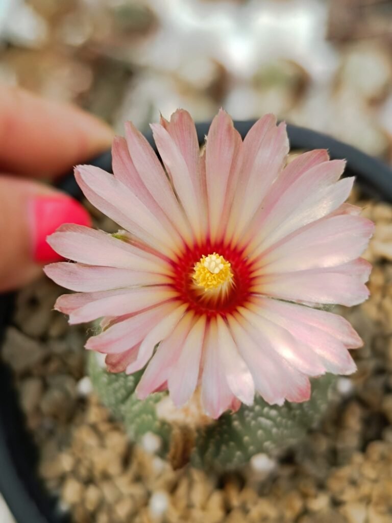 Siracactus-astrophytum-Astrophytum-asterias-akabana.jpg