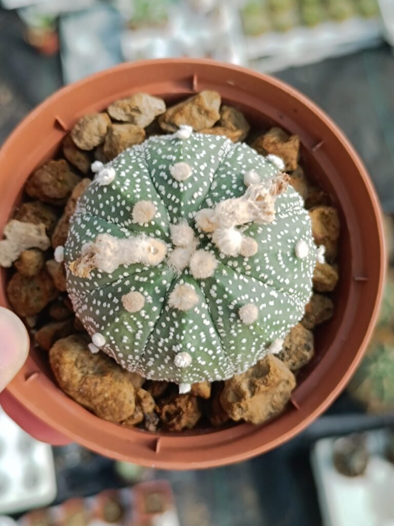 Siracactus-astrophytum-Astrophytum-asterias-akabana-f-rosso-2.jpg
