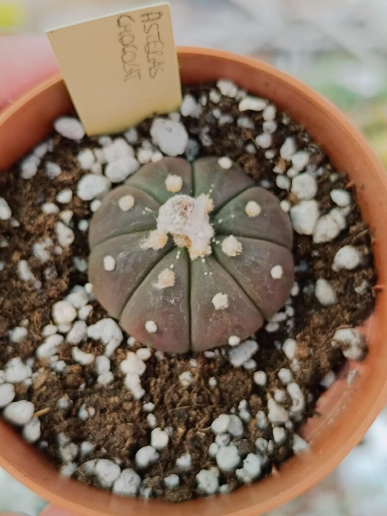 Siracactus-astrophytum-Astrophytum-asterias-chocolate.jpg