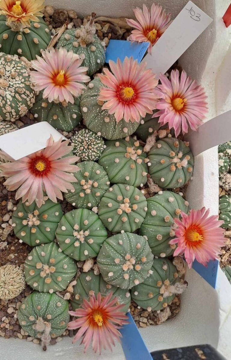 Siracactus-astrophytum-Astrophytum-asterias-cv-akabana.jpg