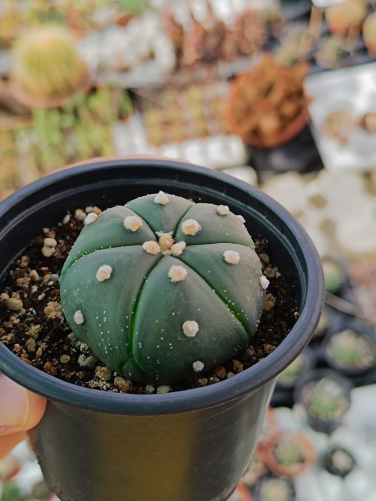 Siracactus-astrophytum-Astrophytum-asterias-nudum-infracosta-2.jpg