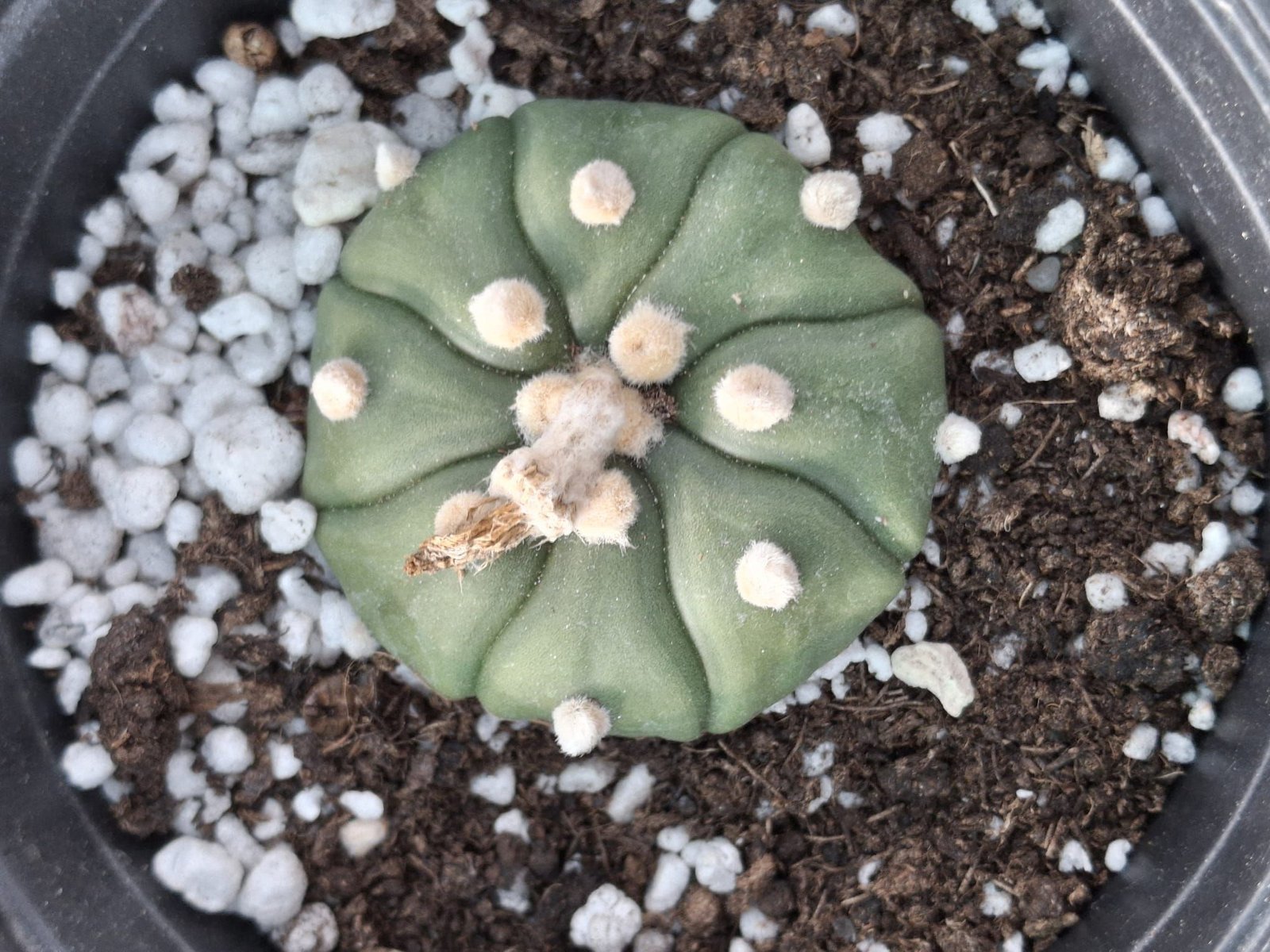 Siracactus-astrophytum-Astrophytum-asterias-nudum-x-fukuryu-1.jpg