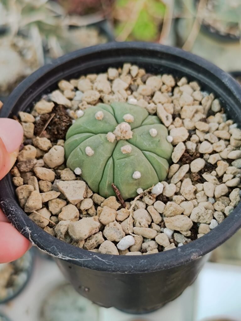 Siracactus-astrophytum-Astrophytum-asterias-nudum-x-fukuryu.jpg