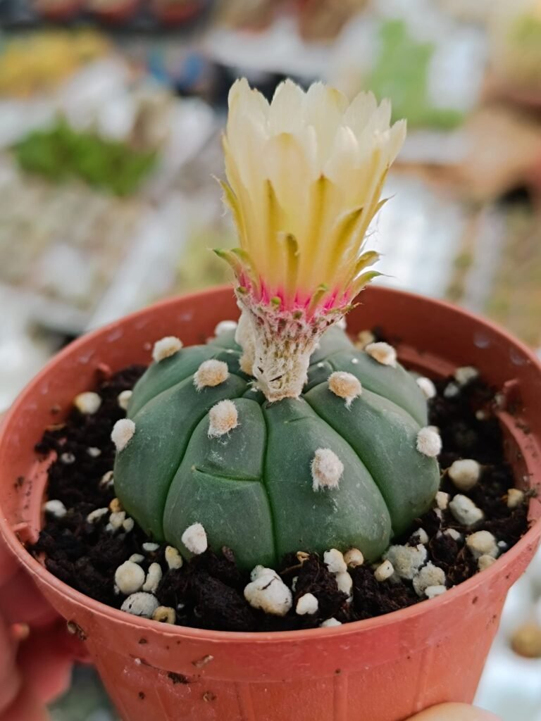 Siracactus-astrophytum-Astrophytum-asterias-nudum-x-kikko-in-fioritura-3.jpg