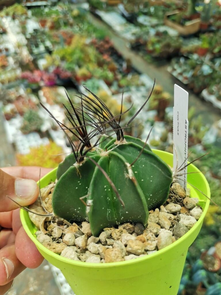 Siracactus-astrophytum-Astrophytum-capricorne-spina-nera.jpg