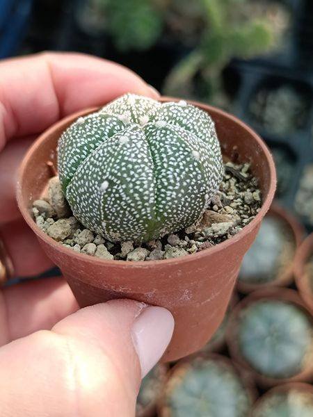 Siracactus-astrophytum-Astrophytum-cokabuto-hybrid.jpg