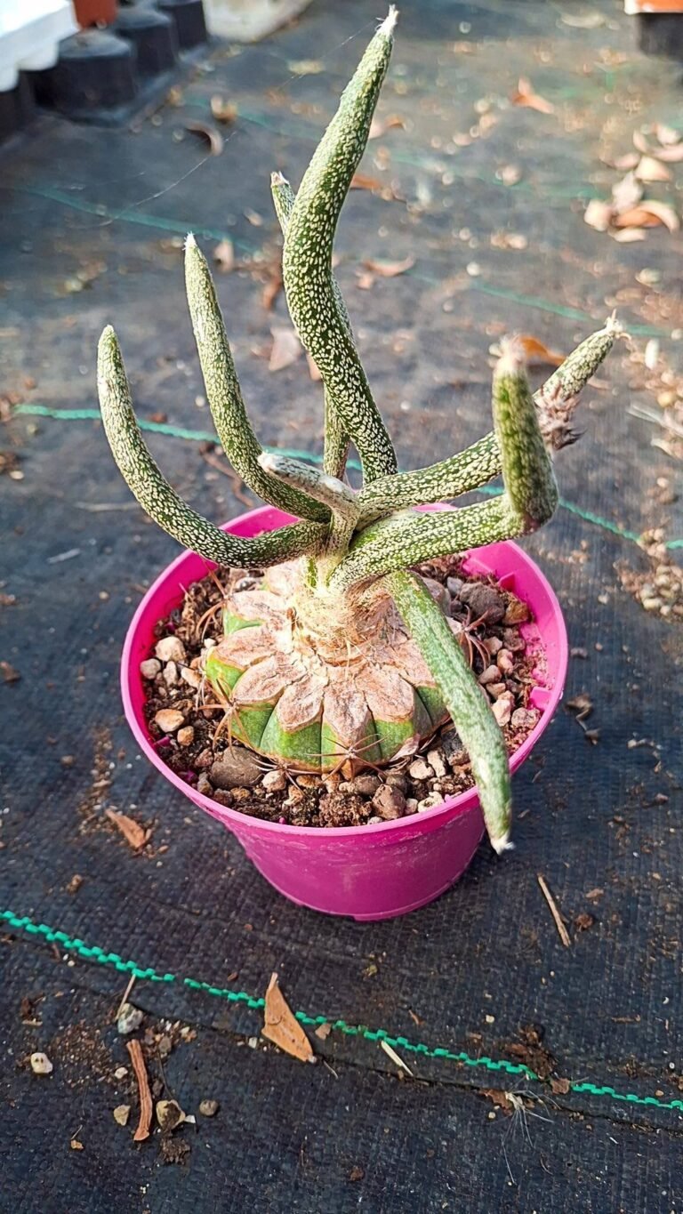 Siracactus-astrophytum-Astrophytum-digitostigma-caput-medusae.jpg