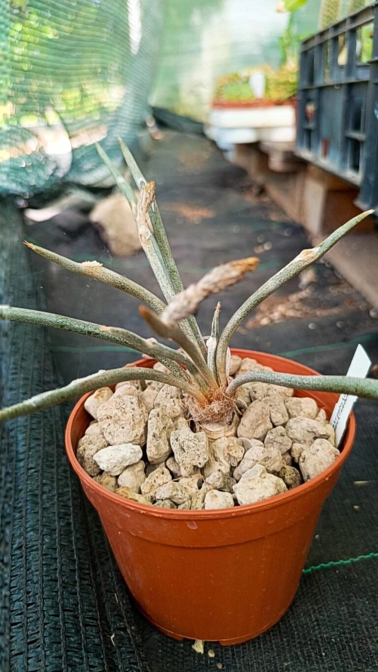 Siracactus-astrophytum-Astrophytum-digitostigma-caput-medusae-innestata-1.jpg