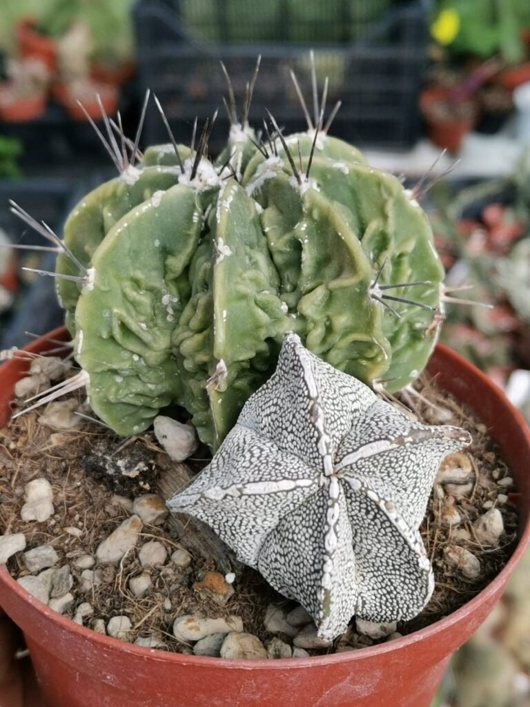 Siracactus-astrophytum-Astrophytum-double-fukuryu-onzuka.jpg