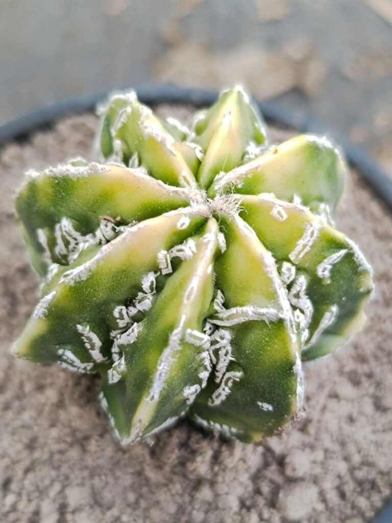 Siracactus-astrophytum-Astrophytum-fukuryu-Variegata-multicostatus-1.jpg