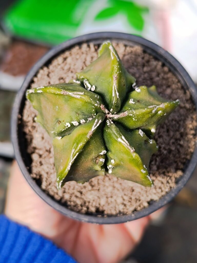 Siracactus-astrophytum-Astrophytum-fukuryu-haku-jo-Variegata.jpg