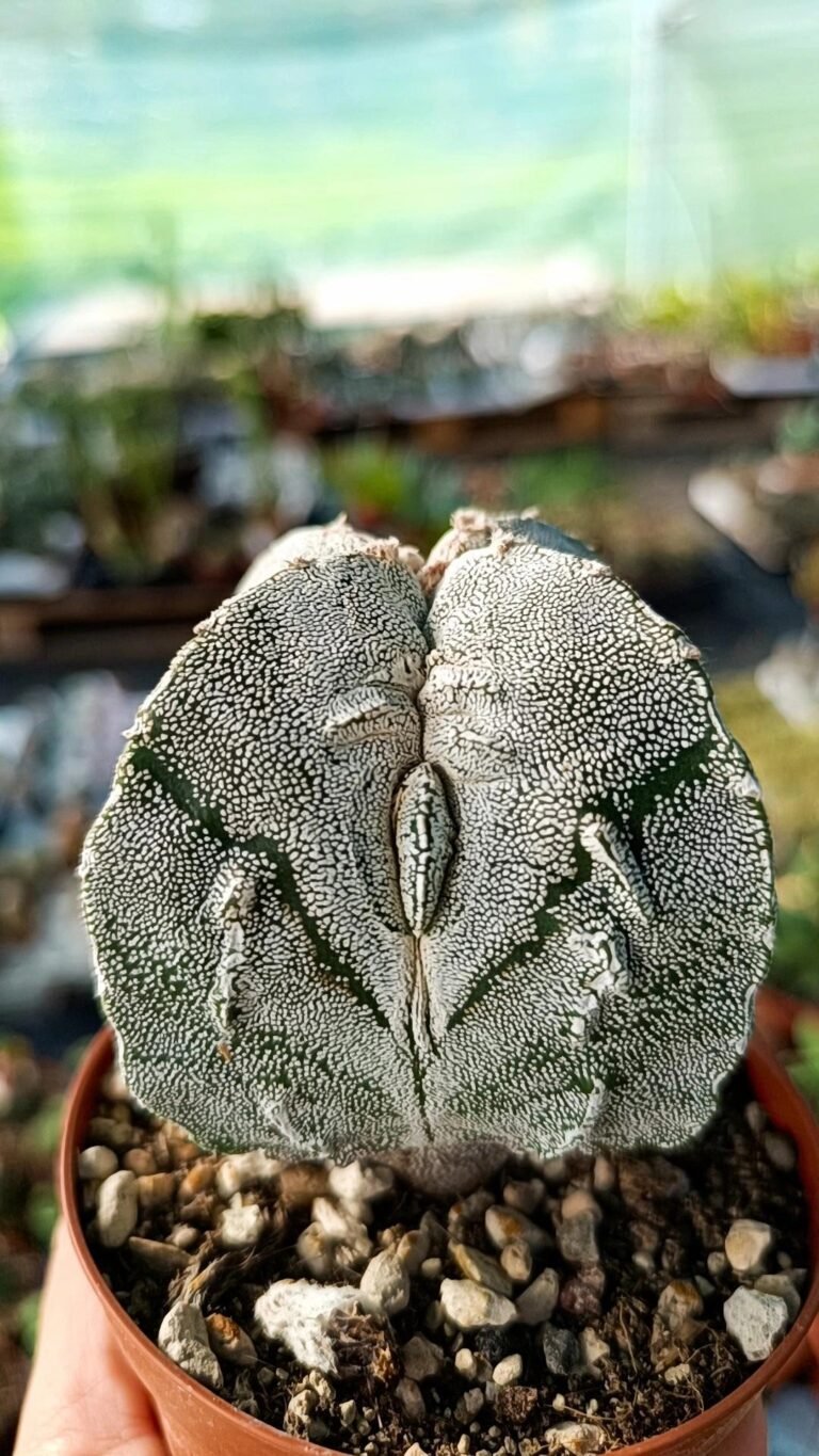 Siracactus-astrophytum-Astrophytum-fukuryu-quadricostatum-infracosta-2.jpg