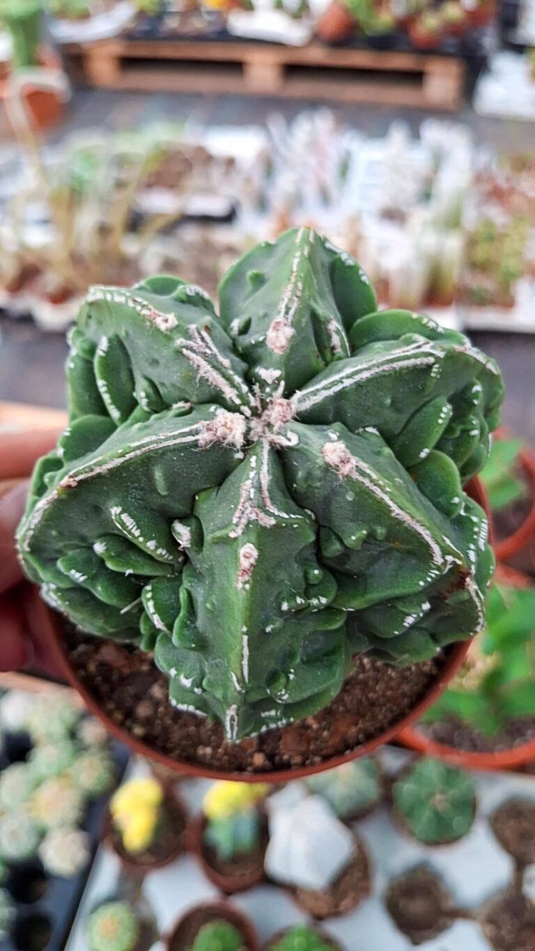 Siracactus-astrophytum-Astrophytum-fukuryu-x-haku-jo-5.jpg