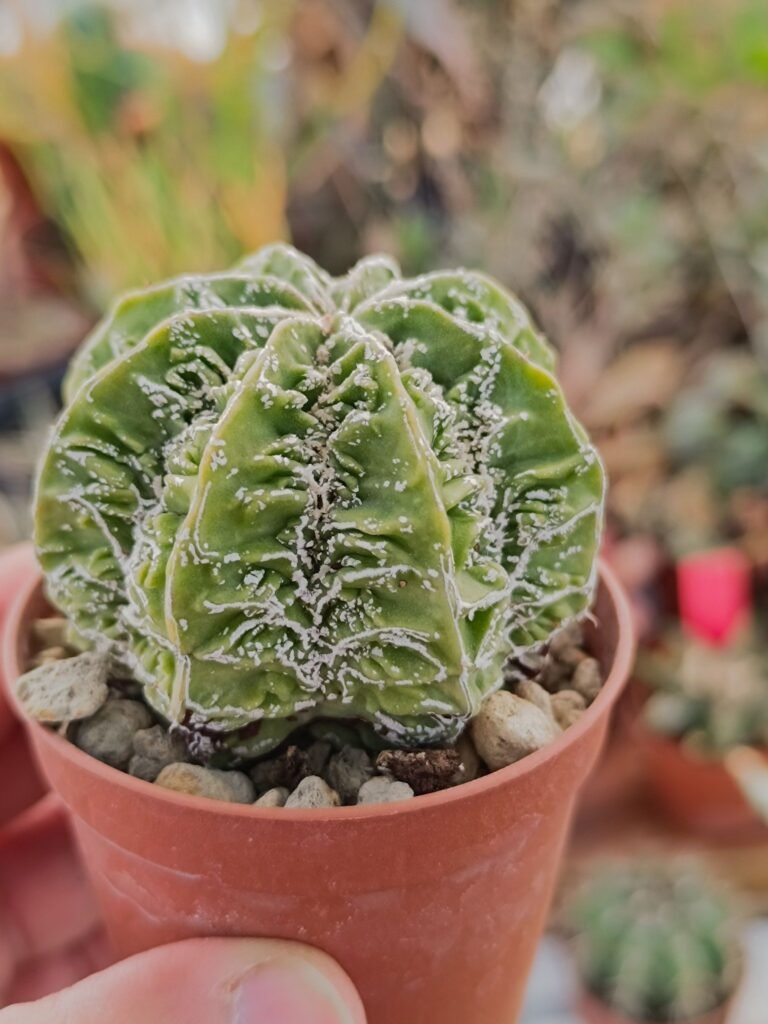 Siracactus-astrophytum-Astrophytum-hanakago.jpg