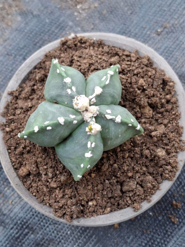 Siracactus-astrophytum-Astrophytum-hybrid-haku-jo.jpg