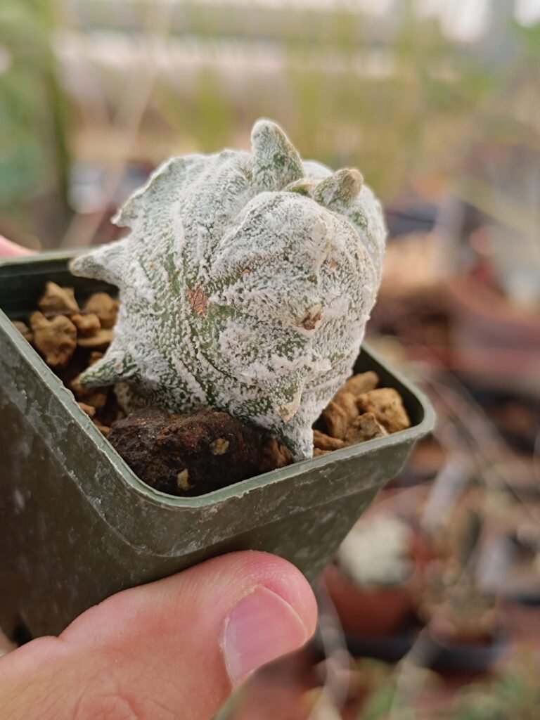 Siracactus-astrophytum-Astrophytum-kikko-snow-coahuilense-3.jpg