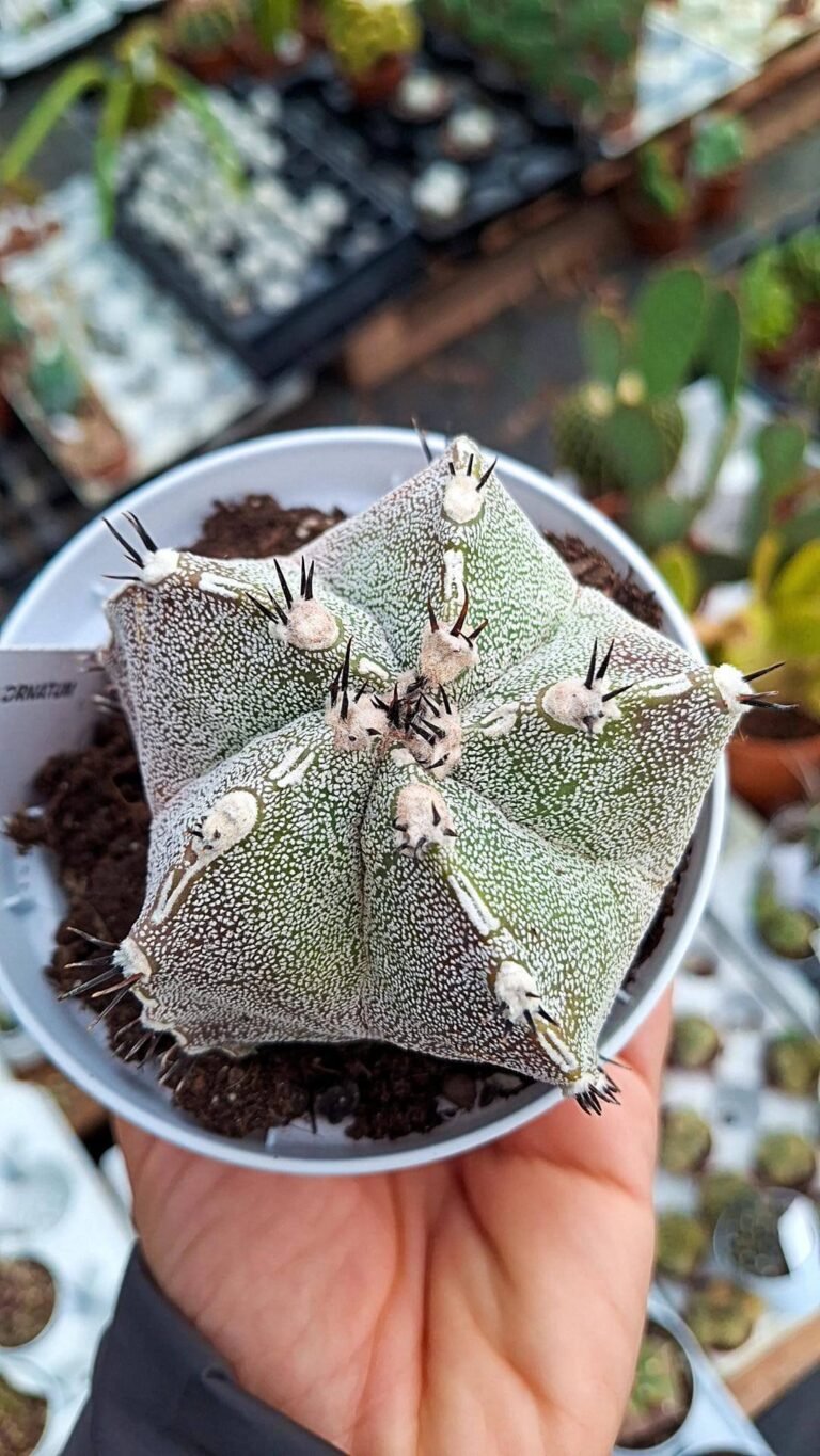 Siracactus-astrophytum-Astrophytum-myriostigma-Hybrid-x-ornatum-2.jpg