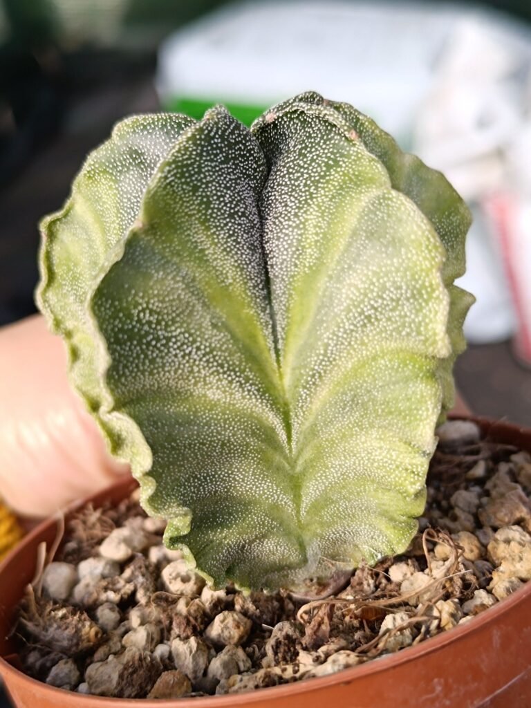Siracactus-astrophytum-Astrophytum-myriostigma-Variegata.jpg