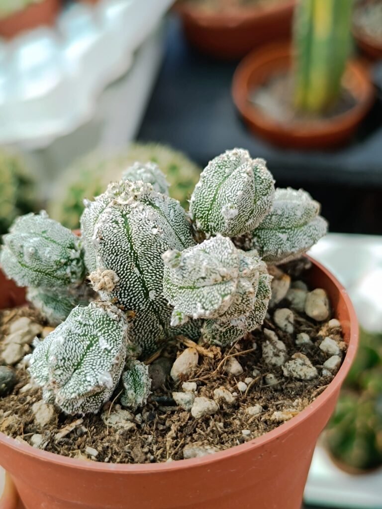 Siracactus-astrophytum-Astrophytum-myriostigma-cv.-Hubuki-var.-strongylogonum-f.-columnare.jpg