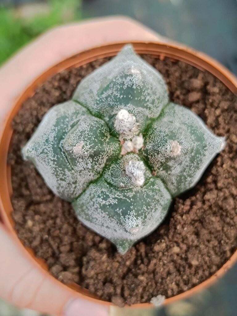 Siracactus-astrophytum-Astrophytum-myriostigma-kikko-quadricostatum-3.jpg