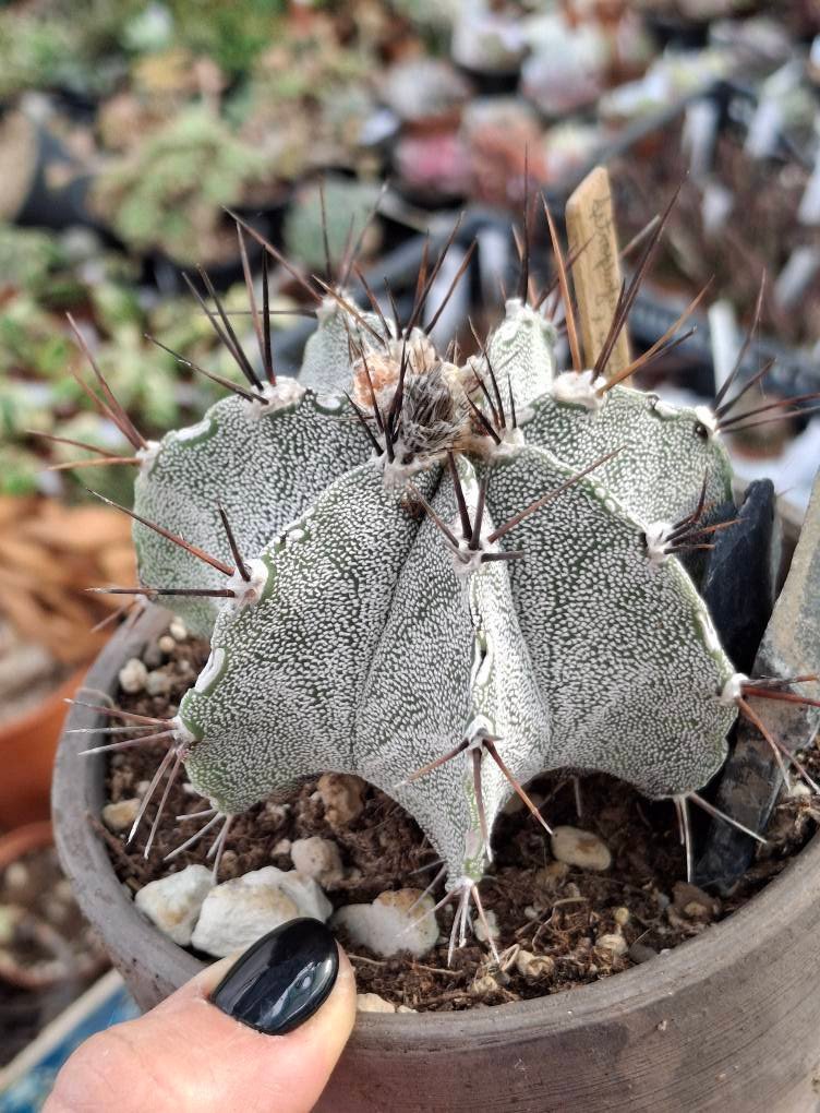 Siracactus-astrophytum-Astrophytum-myriostigma-x-ornatum-3.jpg