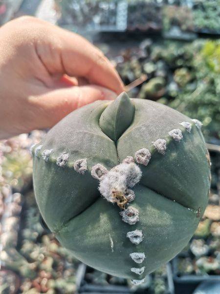 Siracactus-astrophytum-Astrophytum-nudum-hybrid-tricostatum-f.-Ball-mostruoso.jpg