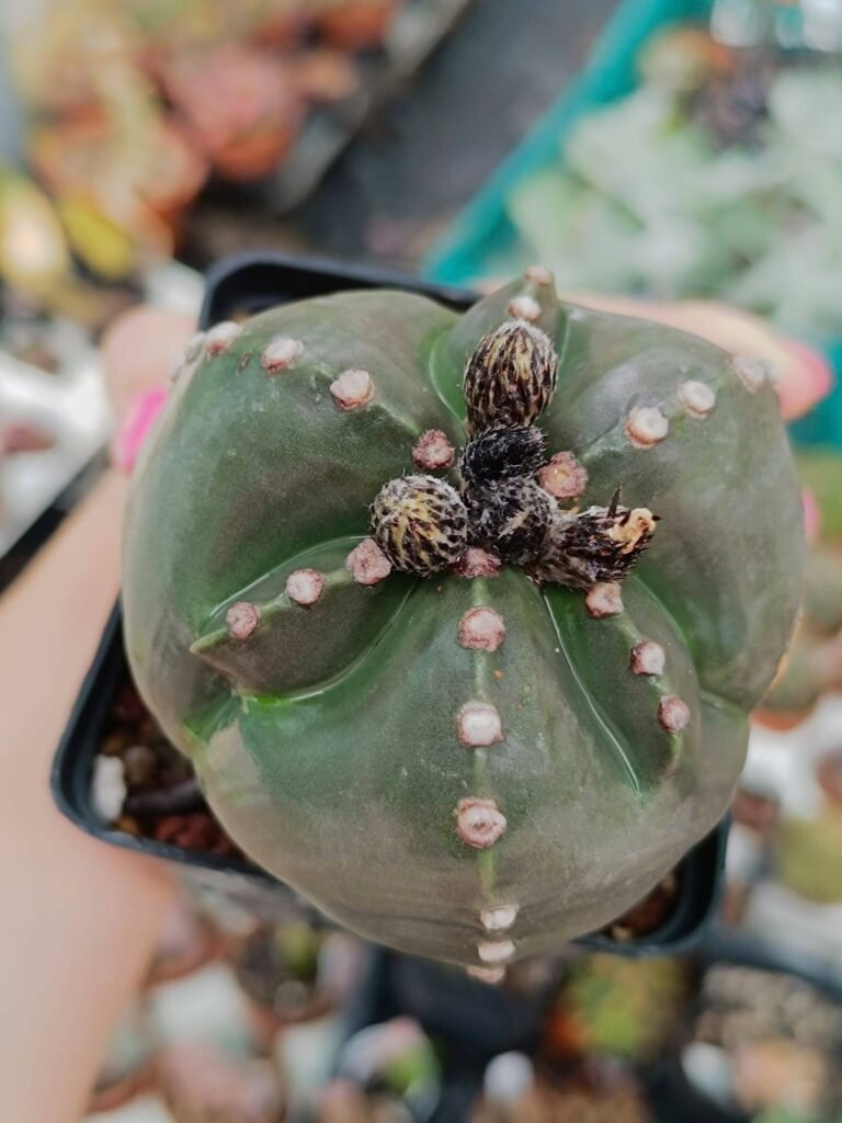 Siracactus-astrophytum-Astrophytum-nudum-infracosta-tricostatum-f.-Ball.jpg