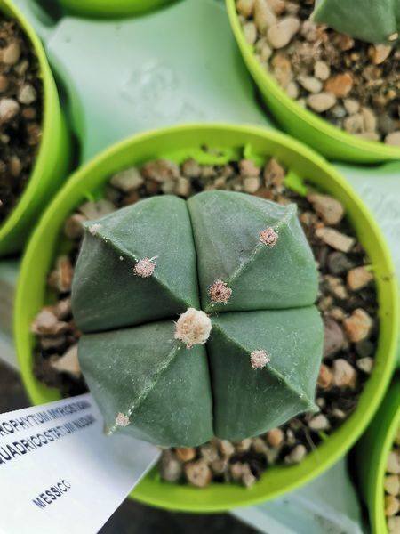Siracactus-astrophytum-Astrophytum-nudum-quadricostatum-f.-Ball.jpg