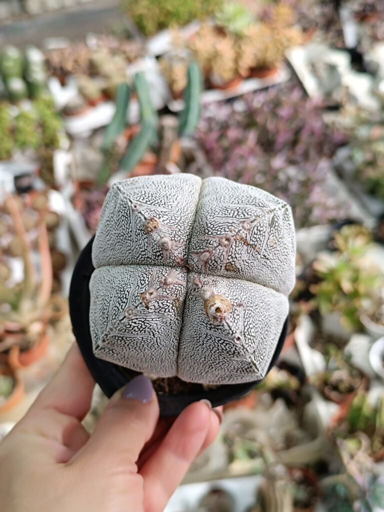 Siracactus-astrophytum-Astrophytum-onzuka-ball-quadricostatum-v-type-f.-Red.jpg