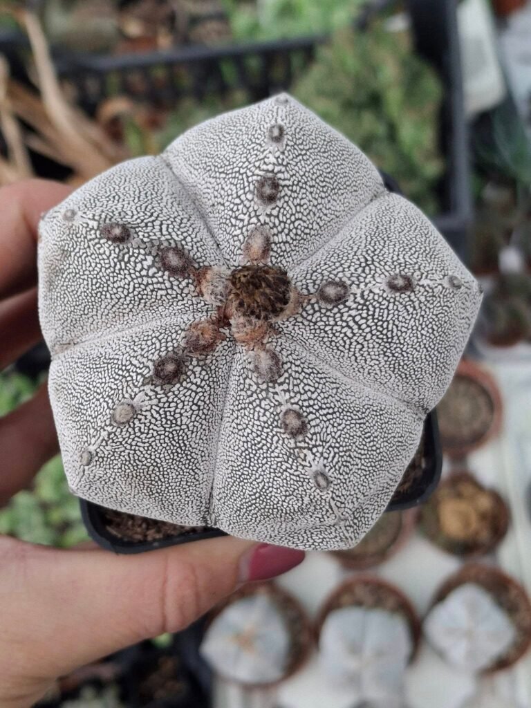 Siracactus-astrophytum-Astrophytum-onzuka-pentacostatum-6.jpg