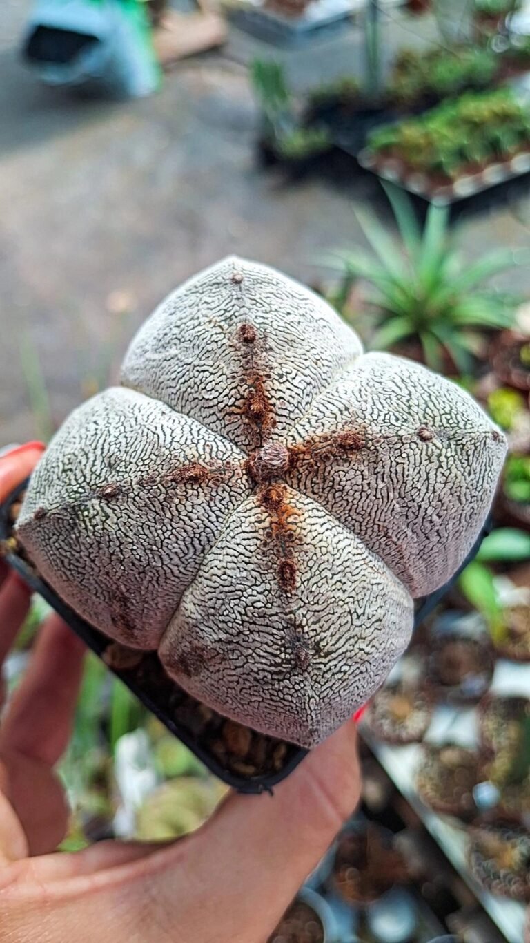 Siracactus-astrophytum-Astrophytum-onzuka-quadricostatum-f-red-2.jpg