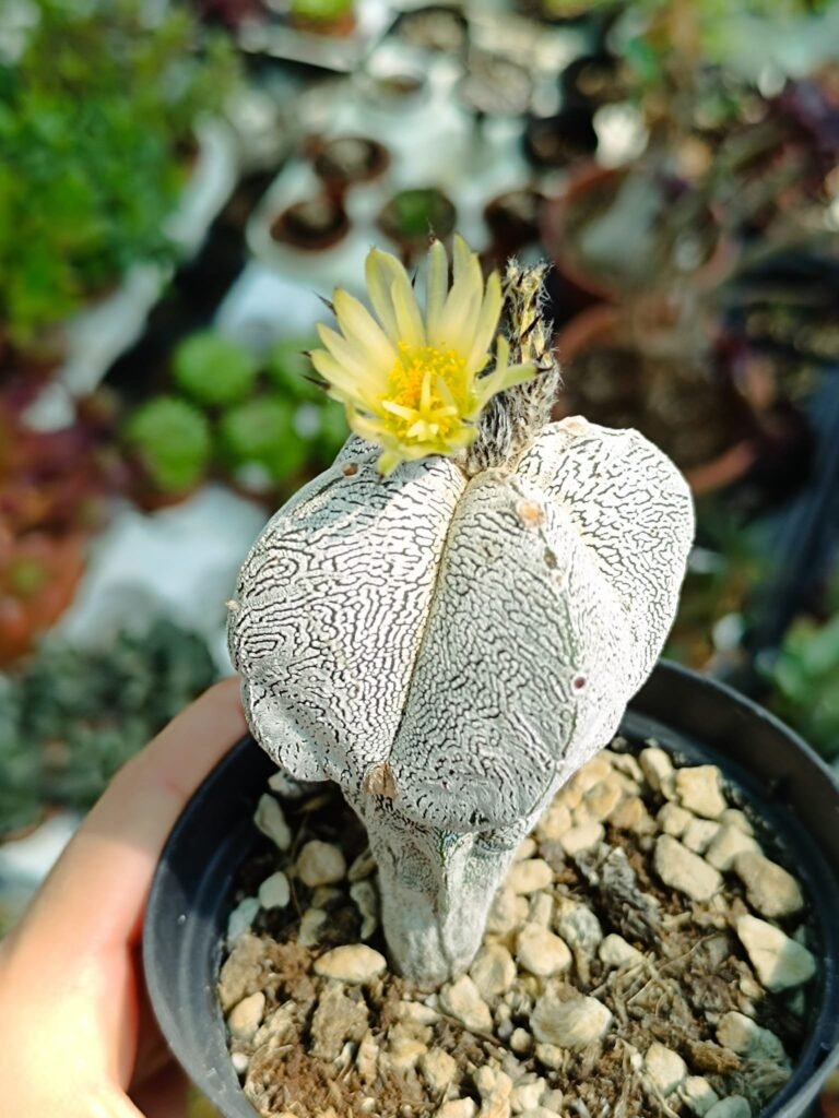 Siracactus-astrophytum-Astrophytum-onzuka-quadricostatum-v-type-columnaris.jpg