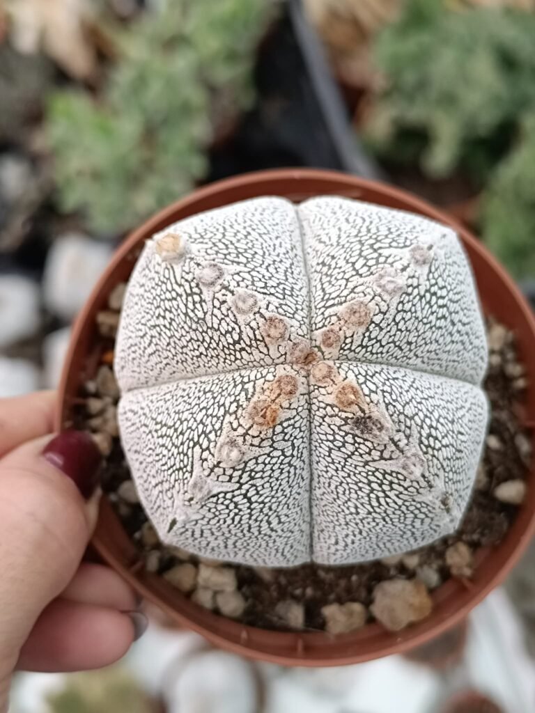 Siracactus-astrophytum-Astrophytum-onzuka-quadricostatum-v-type-f.-Red.jpg