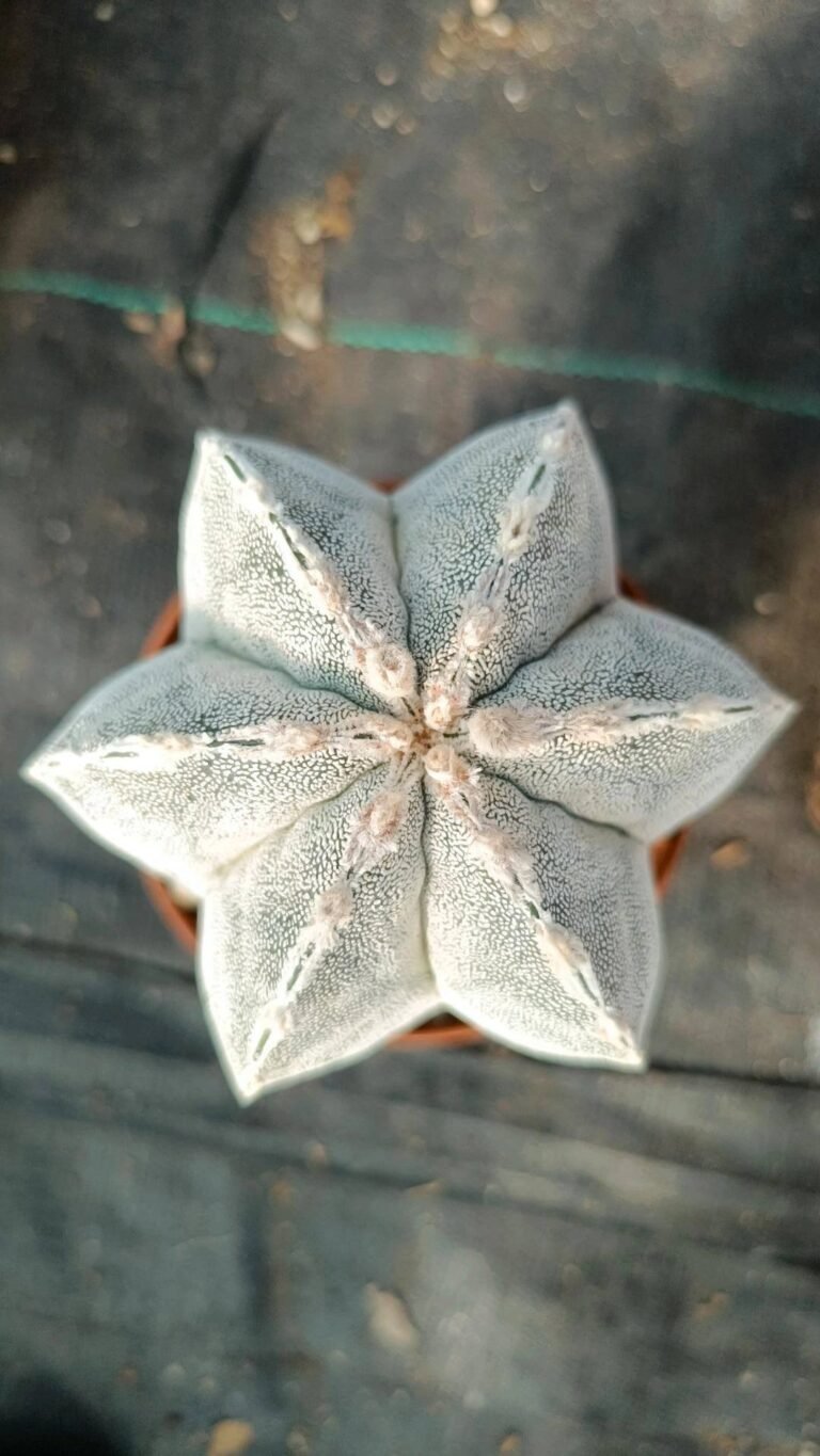 Siracactus-astrophytum-Astrophytum-onzuka-x-haku-jo.jpg