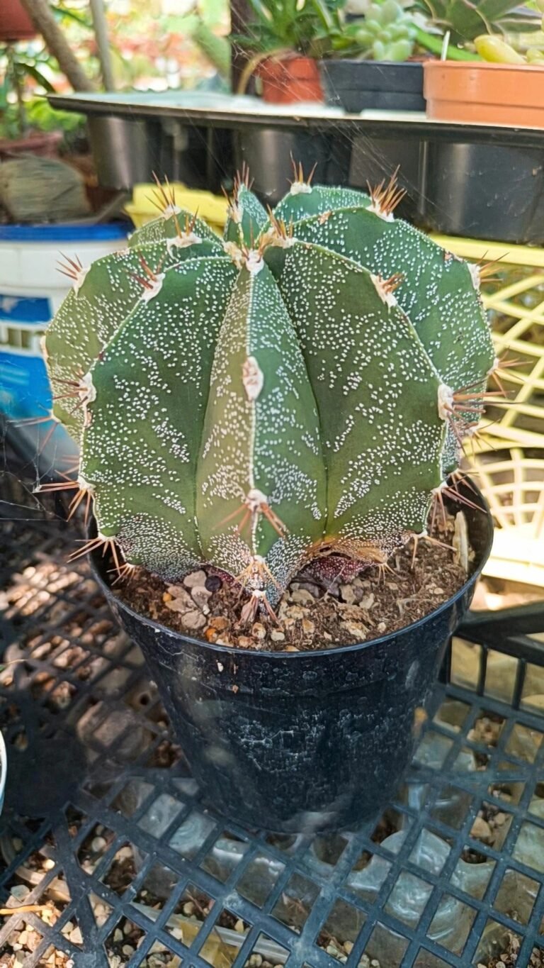 Siracactus-astrophytum-Astrophytum-ornatum.jpg